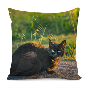 Adult Black Cat At Park Pillow Cover