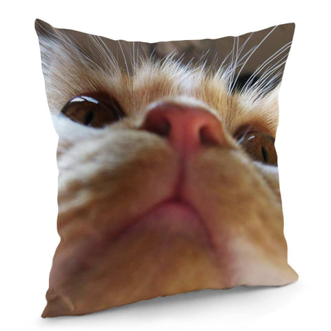 Image of Funny Cute Cat Macro Eyes Pillow Cover