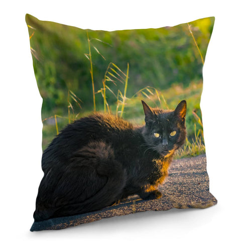 Image of Adult Black Cat At Park Pillow Cover