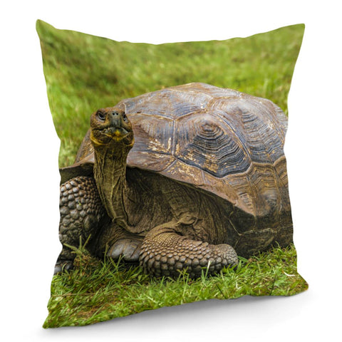 Image of Galapagos Giant Turtle, Ecuador Pillow Cover