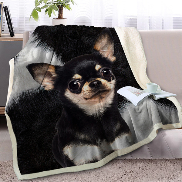 Chihuahua in 2024 a blanket